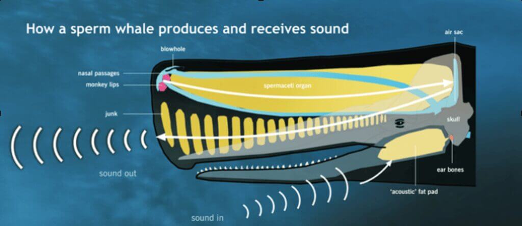 how sperm whales communicate Diagram of how sperm whales communicate.