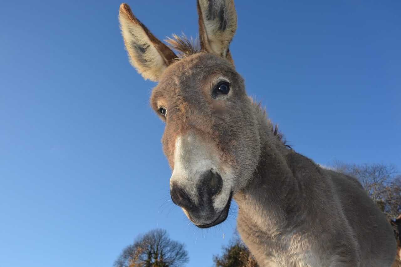 Cute donkey