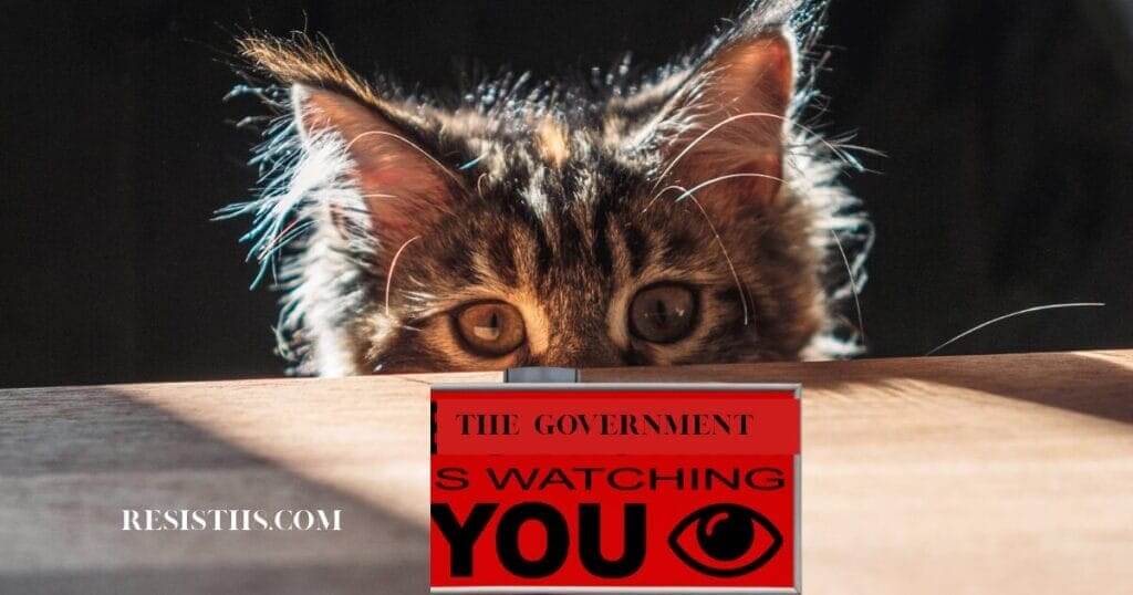 ice is watching cat Ice hired private contractors. A kitten peers over the edge of the table.