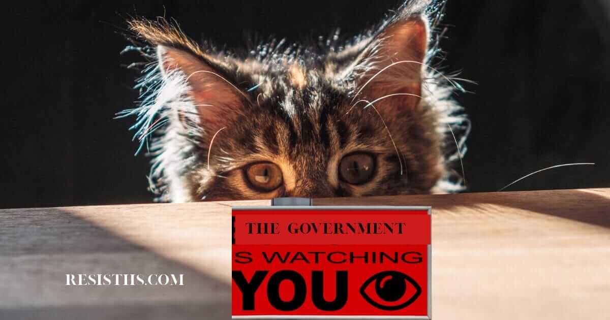 Ice hired private contractors. A kitten peers over the edge of the table.