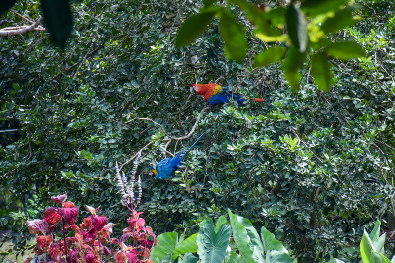 parrots in trees A pair of macaws in a tree