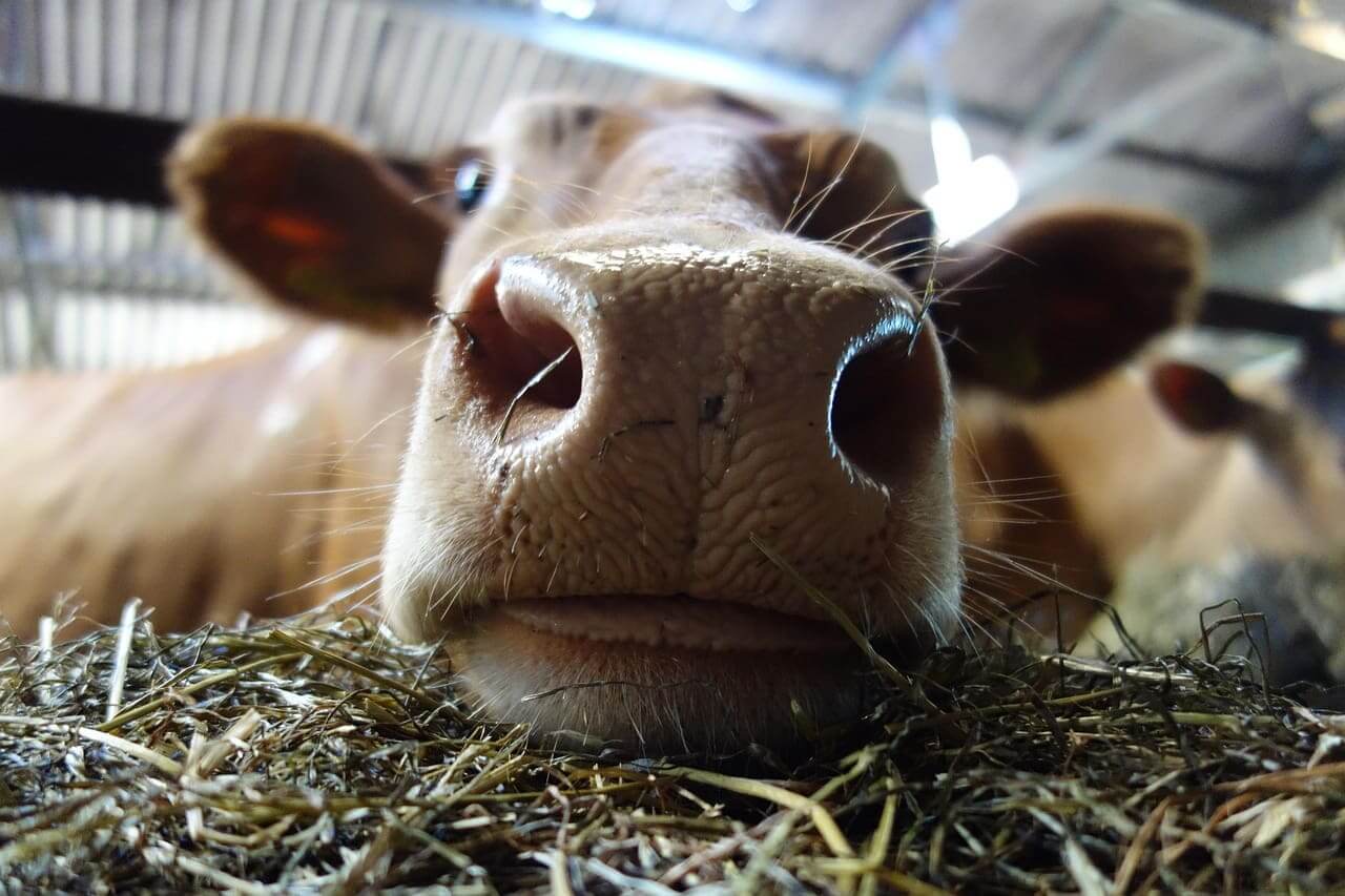 Cow nose smells stinky manure