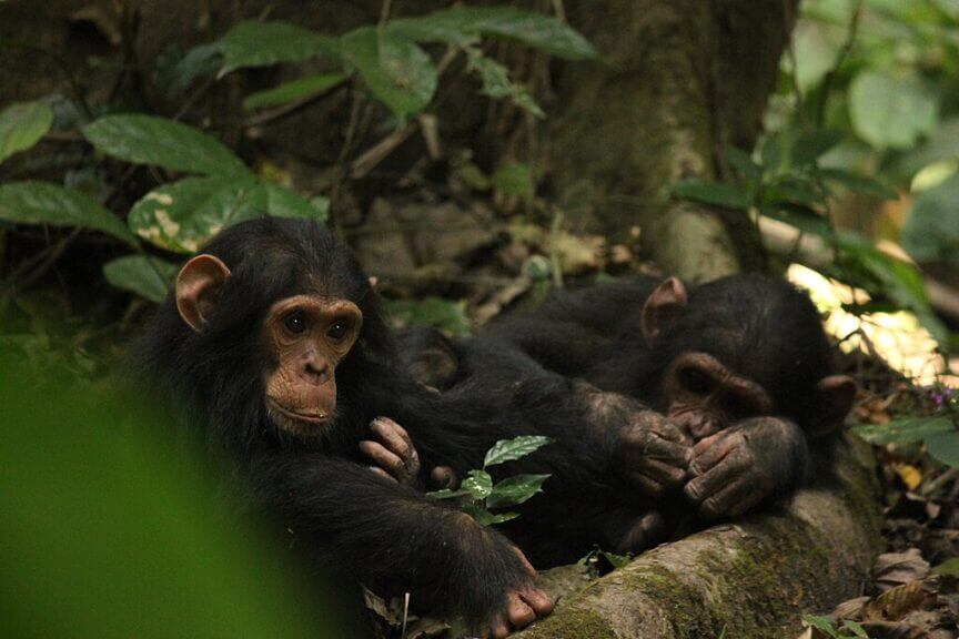 chimps goodall studied Baby chimps in the area jane goodall studied chimps