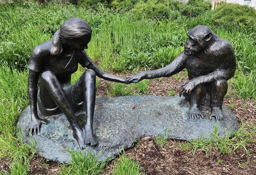 jane goodall sculpture A sculpture of jane goodall and david greybeard outside the field museum in chicago