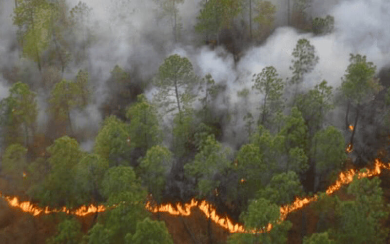 line of fire argentina Wildfire spreading in a jalisco forest