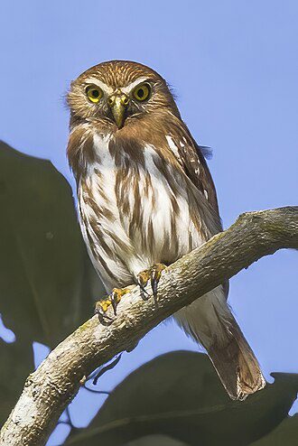 Border wall hurting endangered species