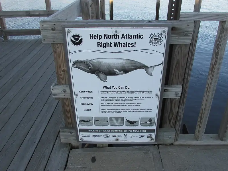 help right whales sign Sign to help whales protected by the ocean speed limit