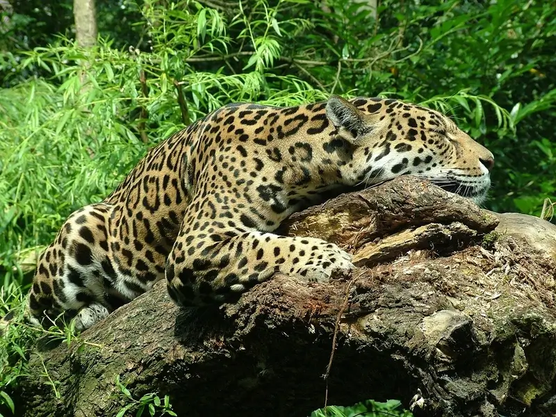 Border wall is hurting the environment and wildlife.