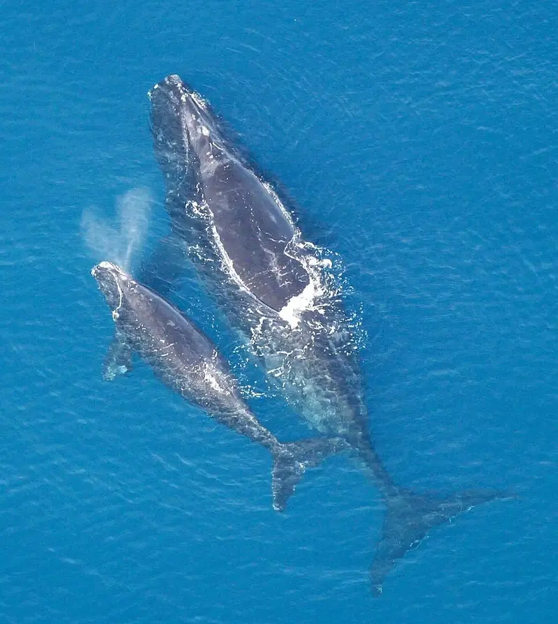 endangered right whale and calf North atlantic right whale and calf