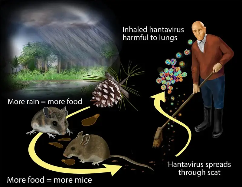 hantavirus infographic Hantavirus infographic