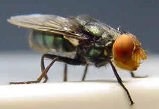 screwworm fly The screwworm fly is back following cuts to usaid and the cdc