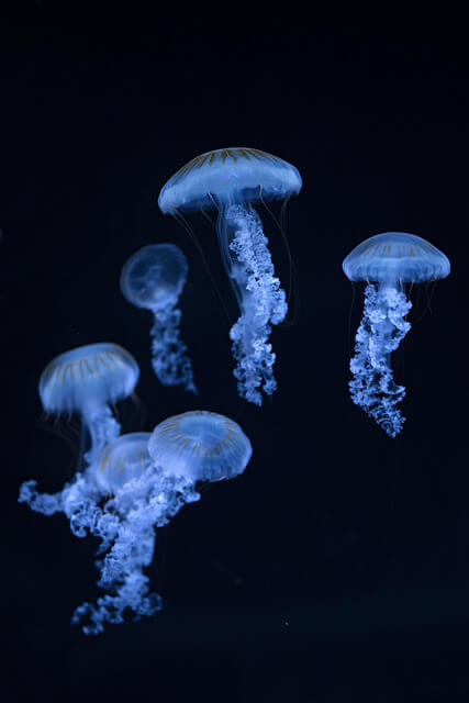 blue jellyfish black sea An iranian drone swarm were seen flying in a jellyfish formation. Blue jellyfish in dark ocean