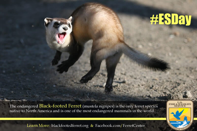 endangered species day promo Endangered species day promo featuring the bllack-footed ferret