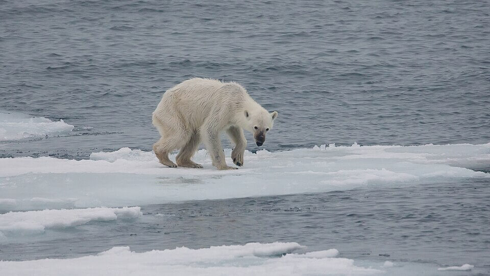 starving polar bear A skinny polar bear dying of starvation