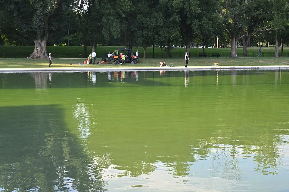 reflecting pool green algae Reflecting pool algae that could result in trump deciding to fire jeanine pirro.