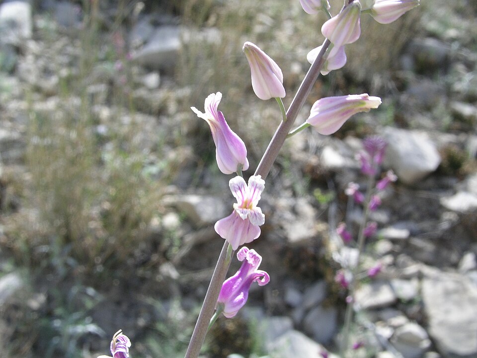 Photo of a flower on Mariscal Mountain in Big Bend National Park